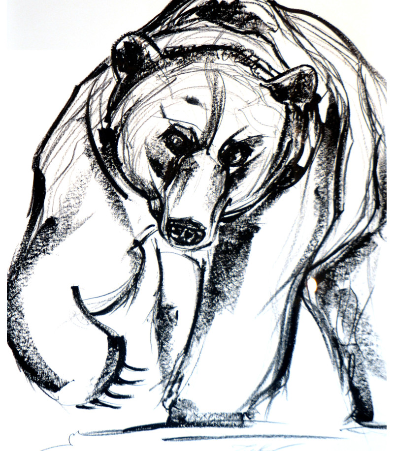 Dessin Ours Sonia Lalic Animal Art Gallery Paris