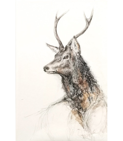 Daguet_Dessin_Aquarelle_Estelle_Rebottaro_Artiste_Animalier_Animal_Art_Gallery_Paris Daguet_Dessin_Aquarelle_Estelle_Rebottaro_Artiste_Animalier_Animal_Art_Gallery_Paris