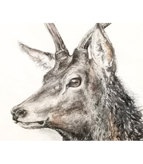 Daguet_Dessin_Aquarelle_Estelle_Rebottaro_Artiste_Animalier_Animal_Art_Gallery_Paris Daguet_Dessin_Aquarelle_Estelle_Rebottaro_Artiste_Animalier_Animal_Art_Gallery_Paris