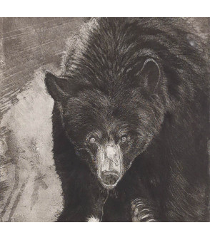 aquatinte et pointe sèche sur cuivre ours - ursus americanus - Julie Salmon