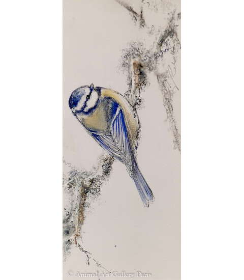 Dessin_Aquarelle_Mesange_bleu_et_branche_de_lichen_Estelle_Rebottaro_Artiste_animalier.jpg (1)