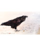 DE L'OR EN ALASKA (Corbeau noir)