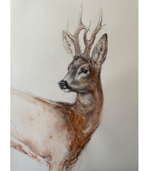 Grand_Brocard_Chevreuil mâle. Dessin aquarellé  par Estelle_Rebottaro pour Animal Art Gallery Paris