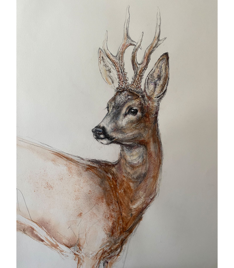 Grand_Brocard_Chevreuil mâle. Dessin aquarellé  par Estelle_Rebottaro pour Animal Art Gallery Paris