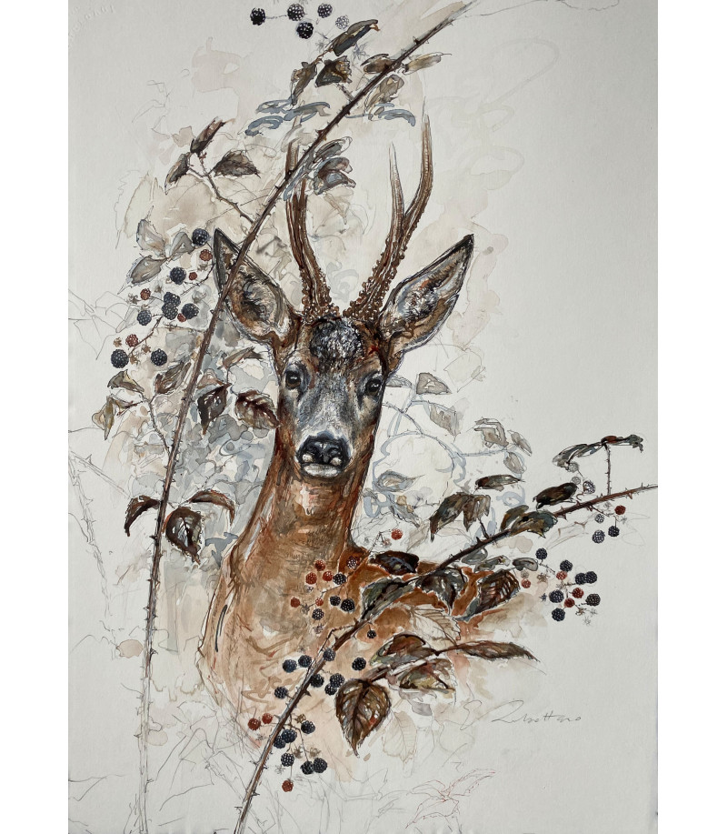 Brocard_aux_mûres_Dessin_Aquarelle_Estelle_Rebottaro_Artiste_Animalier_Animal_Art_Gallery_Paris