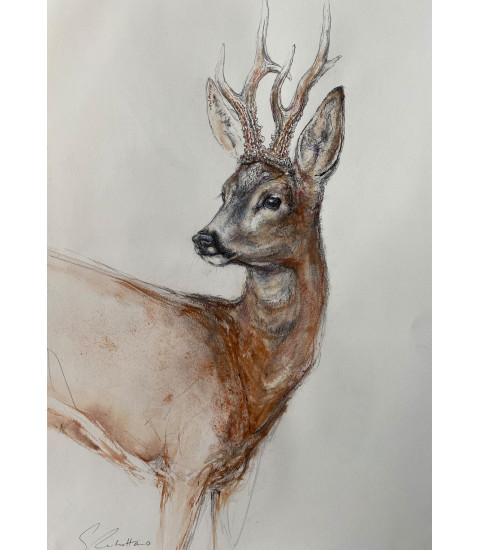Grand_Brocard_Chevreuil mâle. Dessin aquarellé  par Estelle_Rebottaro pour Animal Art Gallery Paris