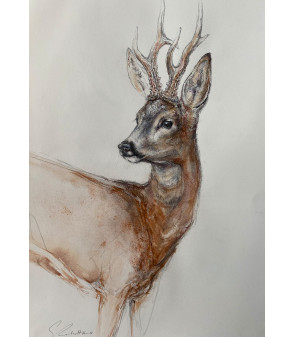 Grand_Brocard_Chevreuil mâle. Dessin aquarellé  par Estelle_Rebottaro pour Animal Art Gallery Paris