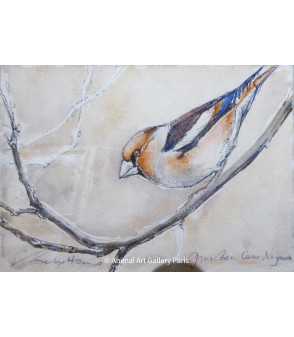Peinture - Aquarelle - Oiseau - Grosbec casse-noyaux - Estelle Rebottaro - Artiste Animalier contemporain - 1