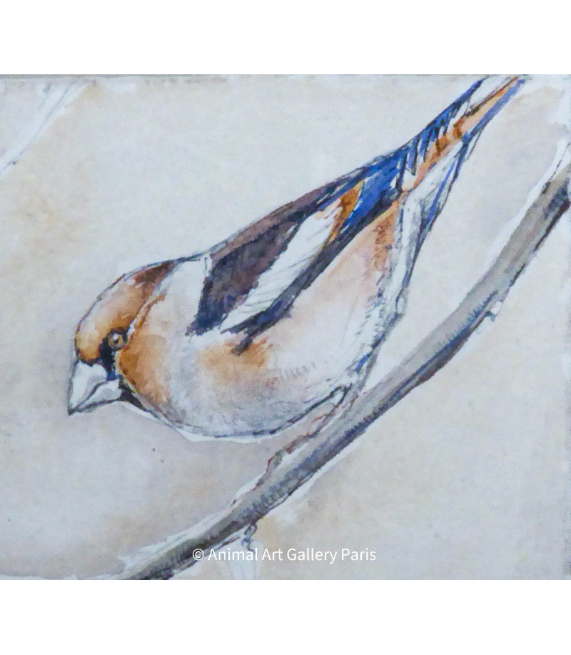 Peinture - Aquarelle - Oiseau - Grosbec casse-noyaux - Estelle Rebottaro - Artiste Animalier contemporain - 2