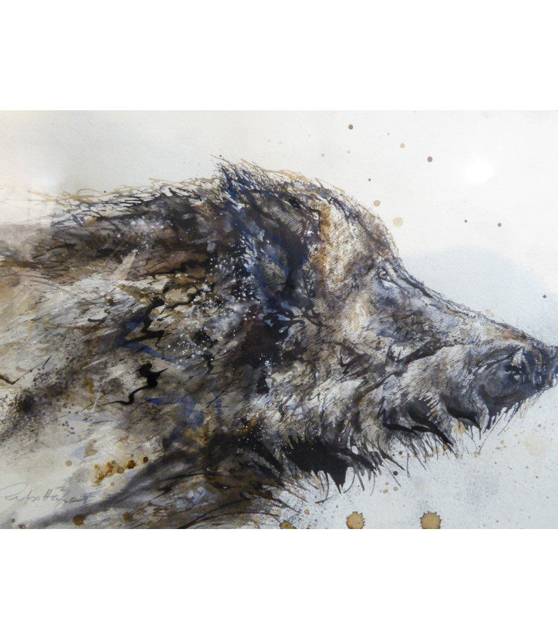 Dessin aquarellé - Sanglier - Hure profil - Estelle Rebottaro - Artiste Animalier contemporain - 1