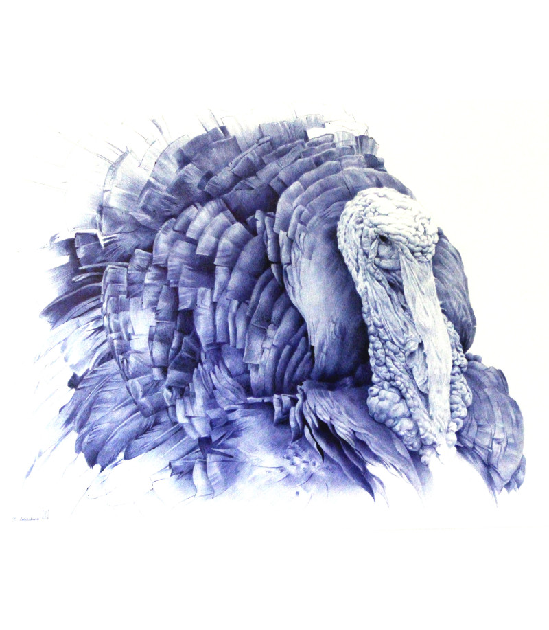 Dindon. Dessin au stylo bille par Pauline Cocordano pour Animal Art Gallery Paris