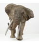 TEMBO (Eléphant d'Afrique)