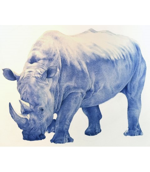 Dessin_stylo-a-bille_Rhinocéros_Cocordano_Animal_Art_Gallery