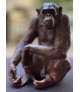 LE SAGE (chimpanzé)