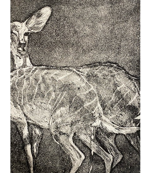 Petits koudous femelles, gravure par Julie Salmon pour Animal Art Gallery Paris