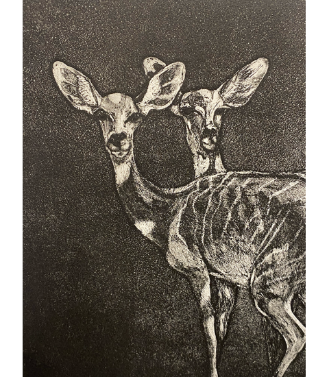 Petits koudous femelles, gravure par Julie Salmon pour Animal Art Gallery Paris