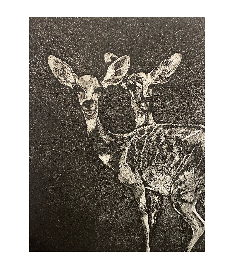 Petits koudous femelles, gravure par Julie Salmon pour Animal Art Gallery Paris