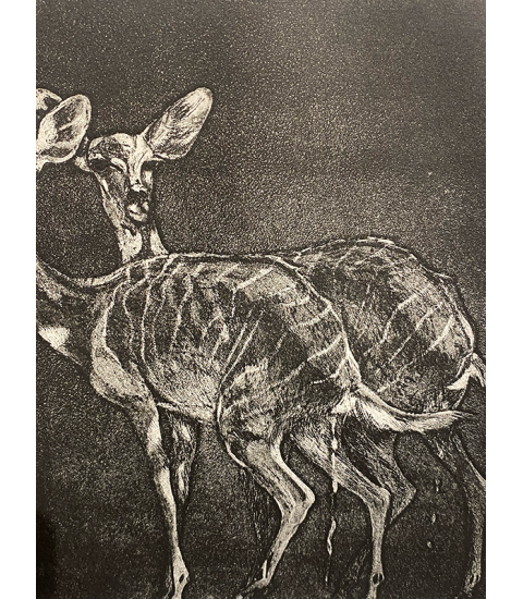 Petits koudous femelles, gravure par Julie Salmon pour Animal Art Gallery Paris