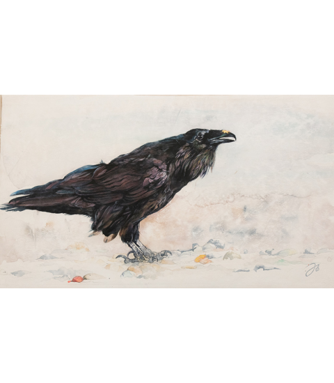 De l'or en Alaska (Grand Corbeau / Corvus corax), peinture par Julie Salmon pour Animal Art Gallery Paris