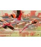 FLAMANTS ROSES