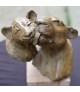 BARBOUILLE (lionne, lionceau)