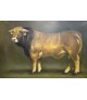 TAUREAU AUBRAC