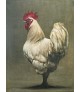 COQ BLANC