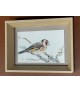 OISEAU CHARDONNERET ELEGANT