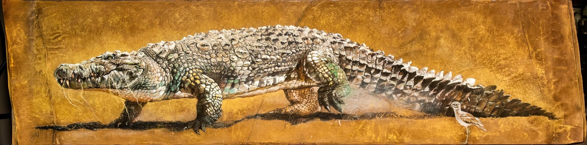 L'OEDICNEME ET LE CROCODILE : MEME COMBAT