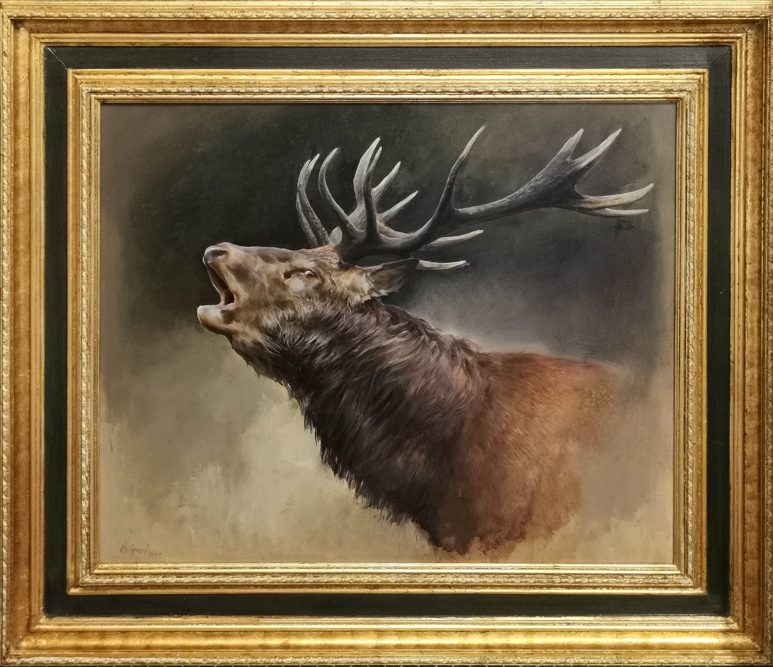 CERF AU BRAME
