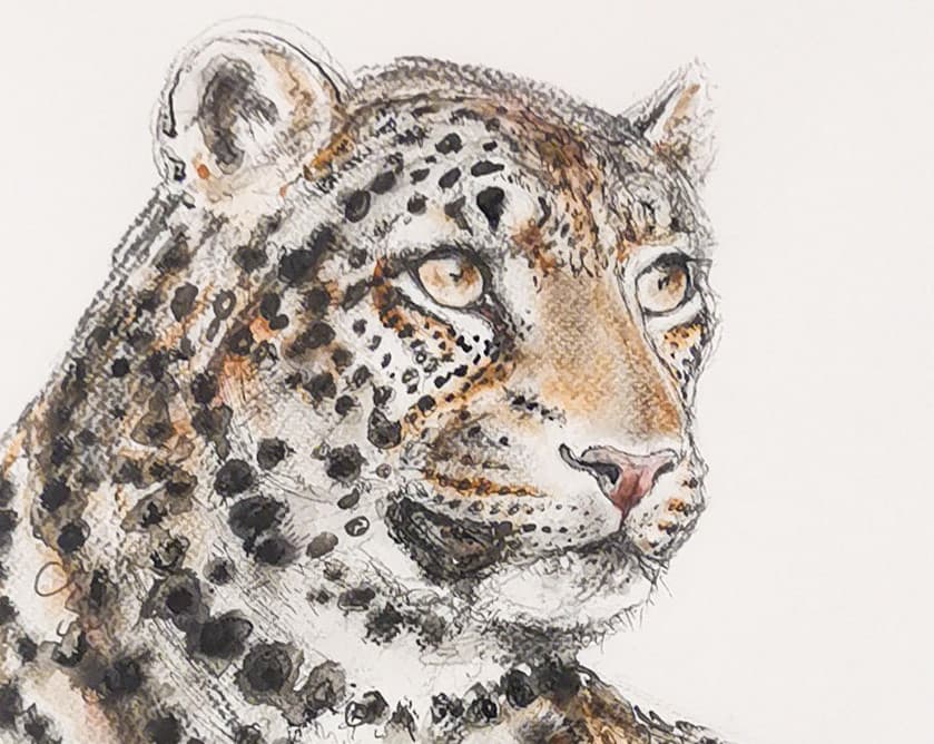 LEOPARD