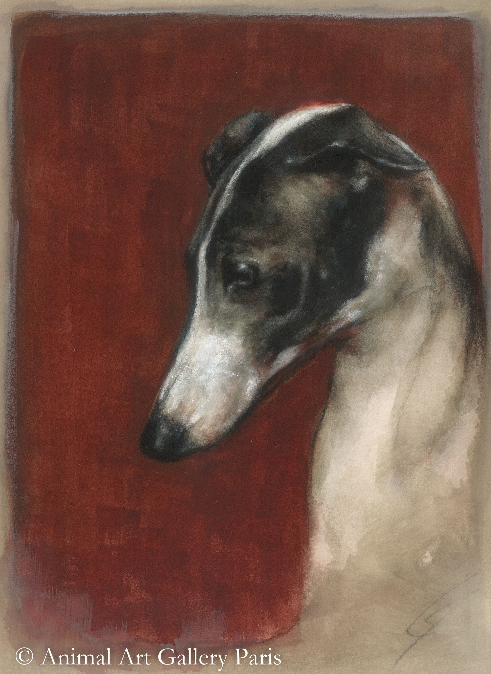 PETIT LEVRIER ITALIEN (chien)