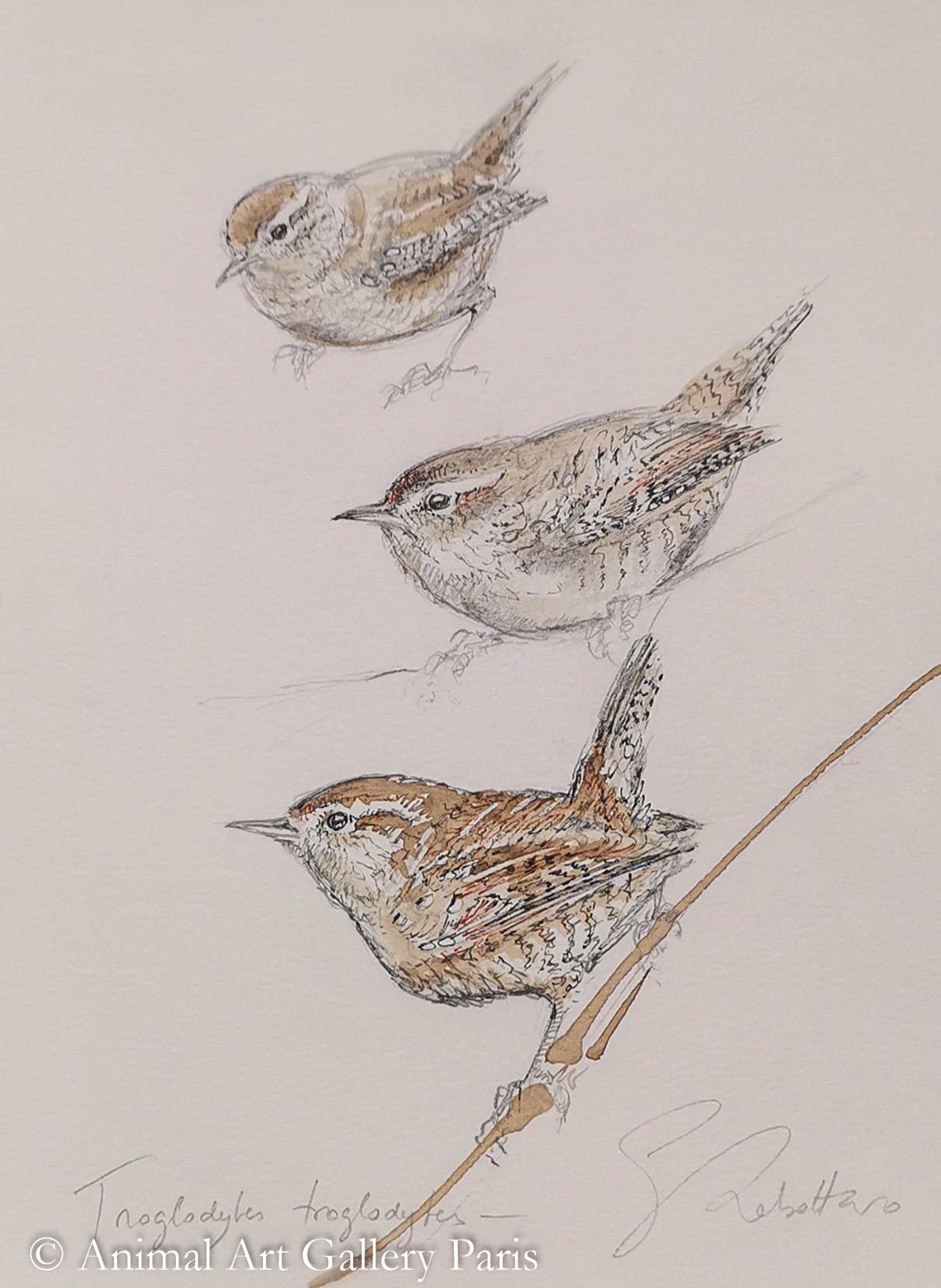 TROGLODYTE MIGNON | ETUDE (oiseau)