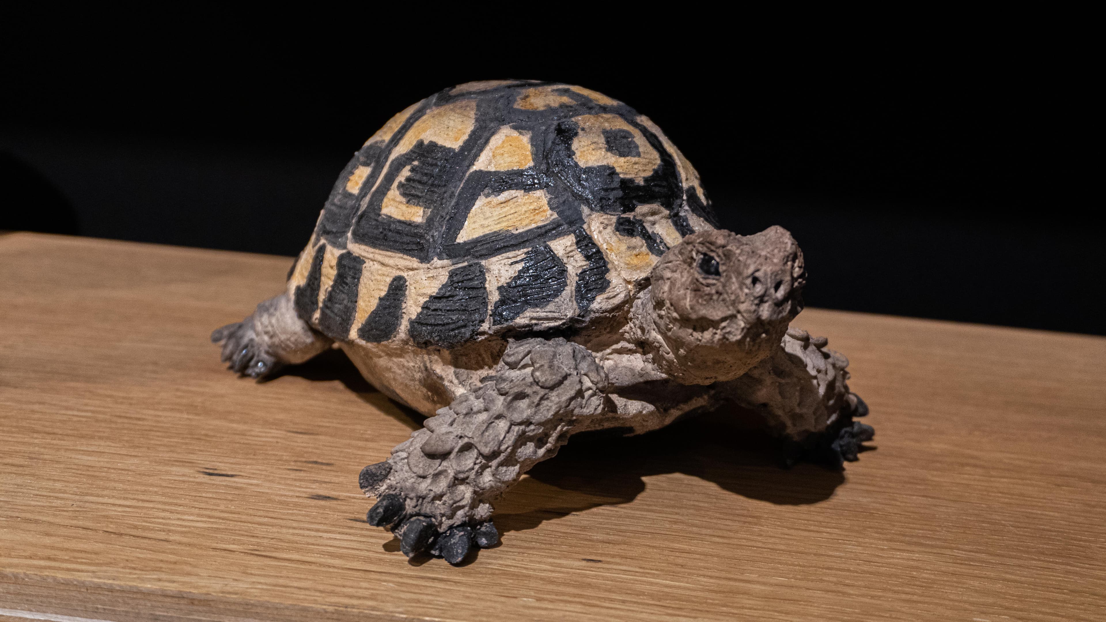 TESTUDO HERMANNI (tortue)