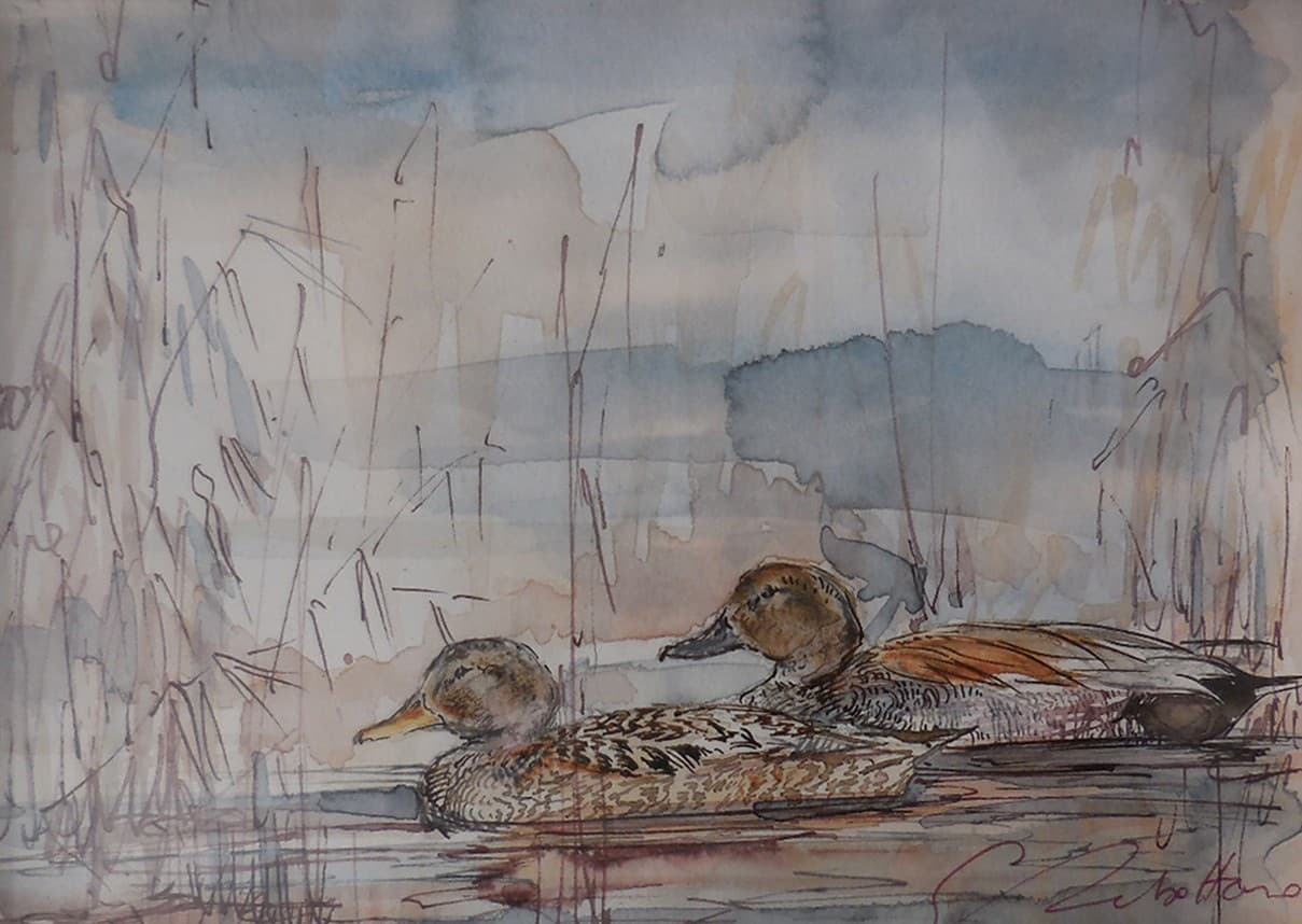 CHIPEAUX (canards)