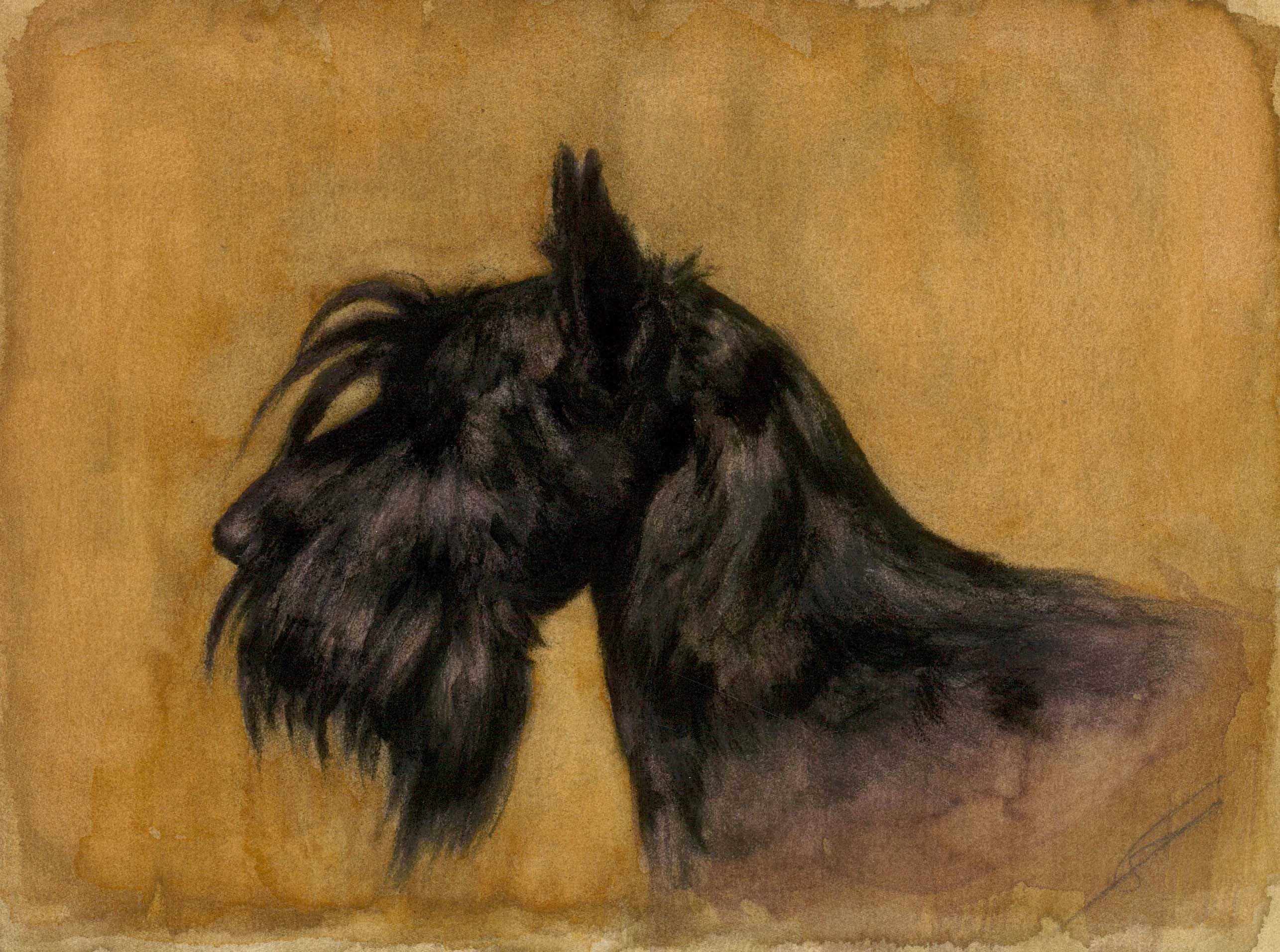 SCOTTISH TERRIER (chien)