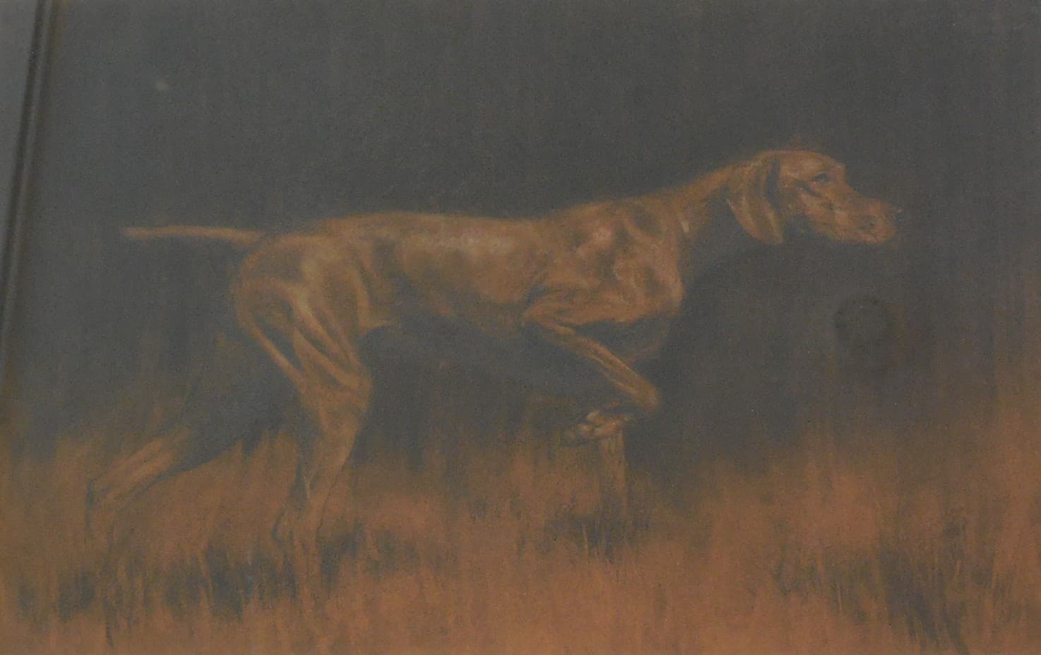 MAGYAR VIZSLA, BRAQUE HONGROIS (chien)