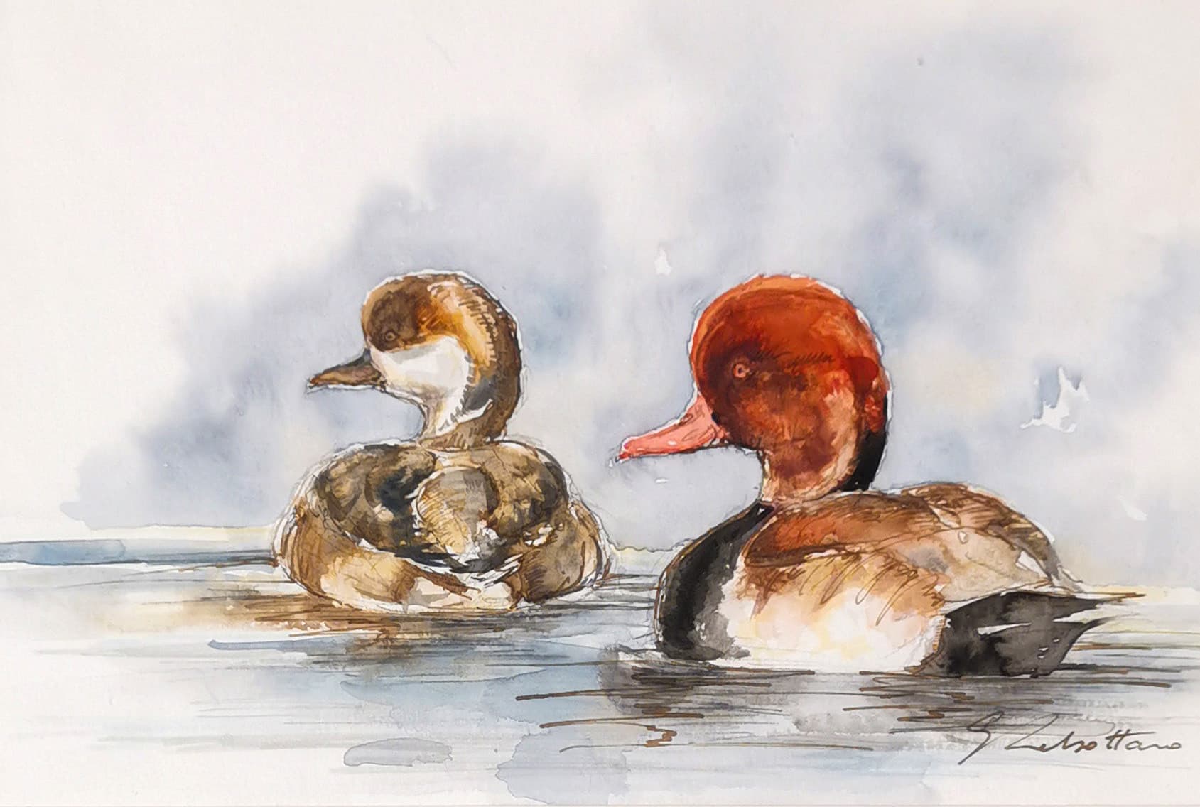 NETTE ROUSSE (canard, oiseaux)
