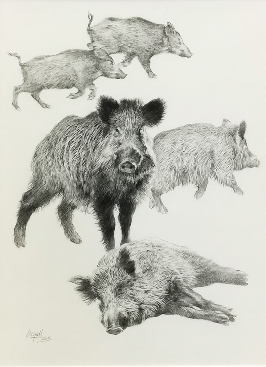 SANGLIERS