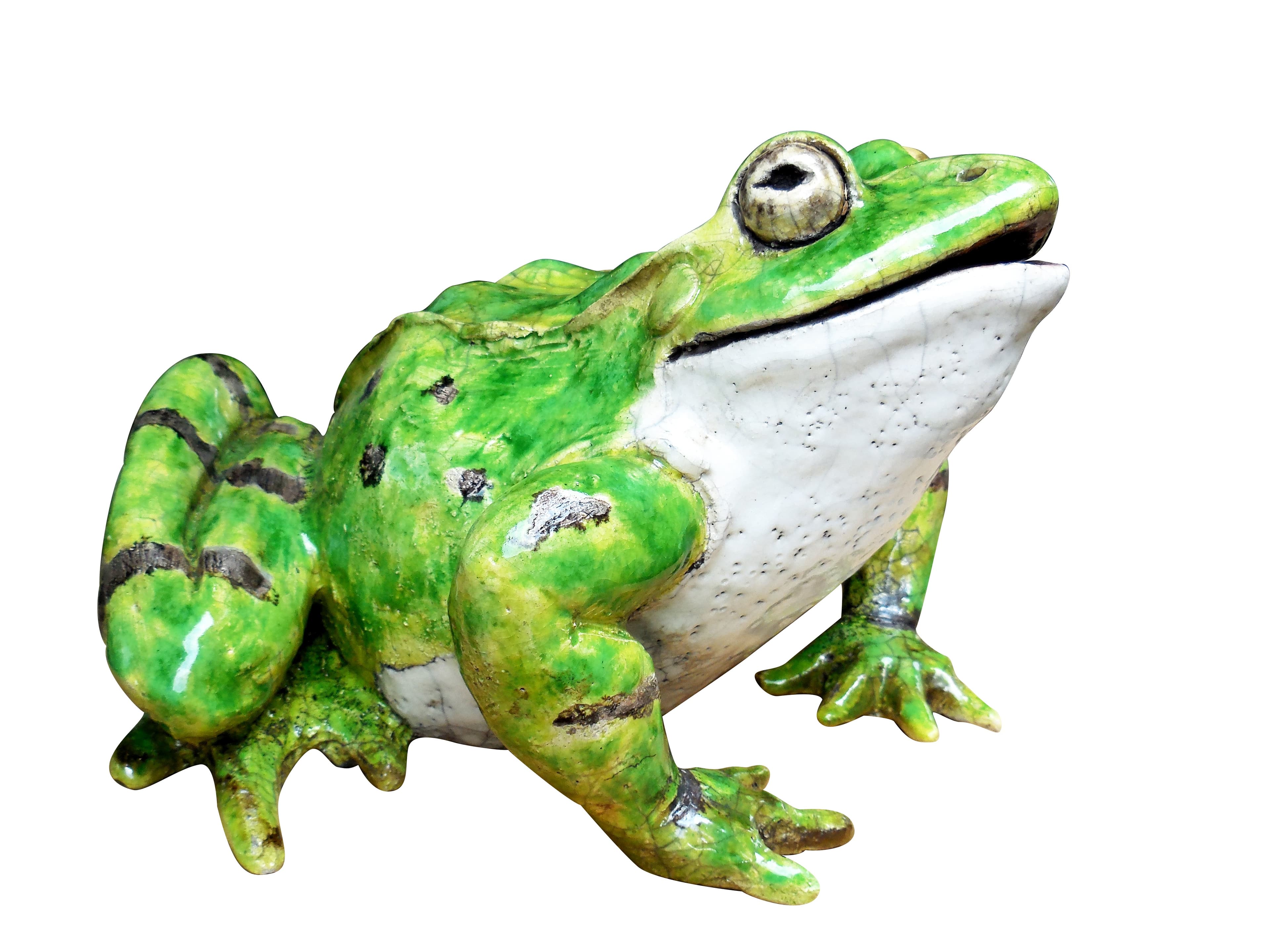 GRENOUILLE VERTE