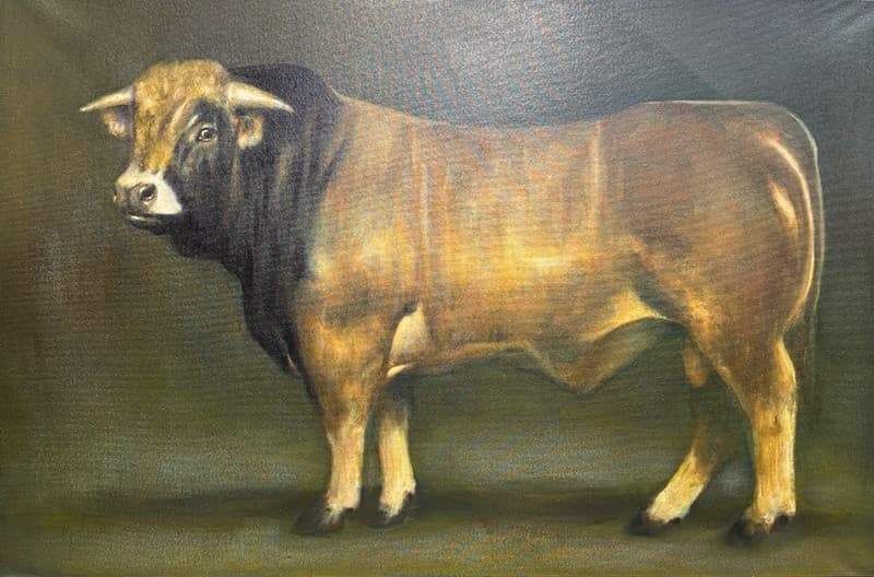 TAUREAU AUBRAC