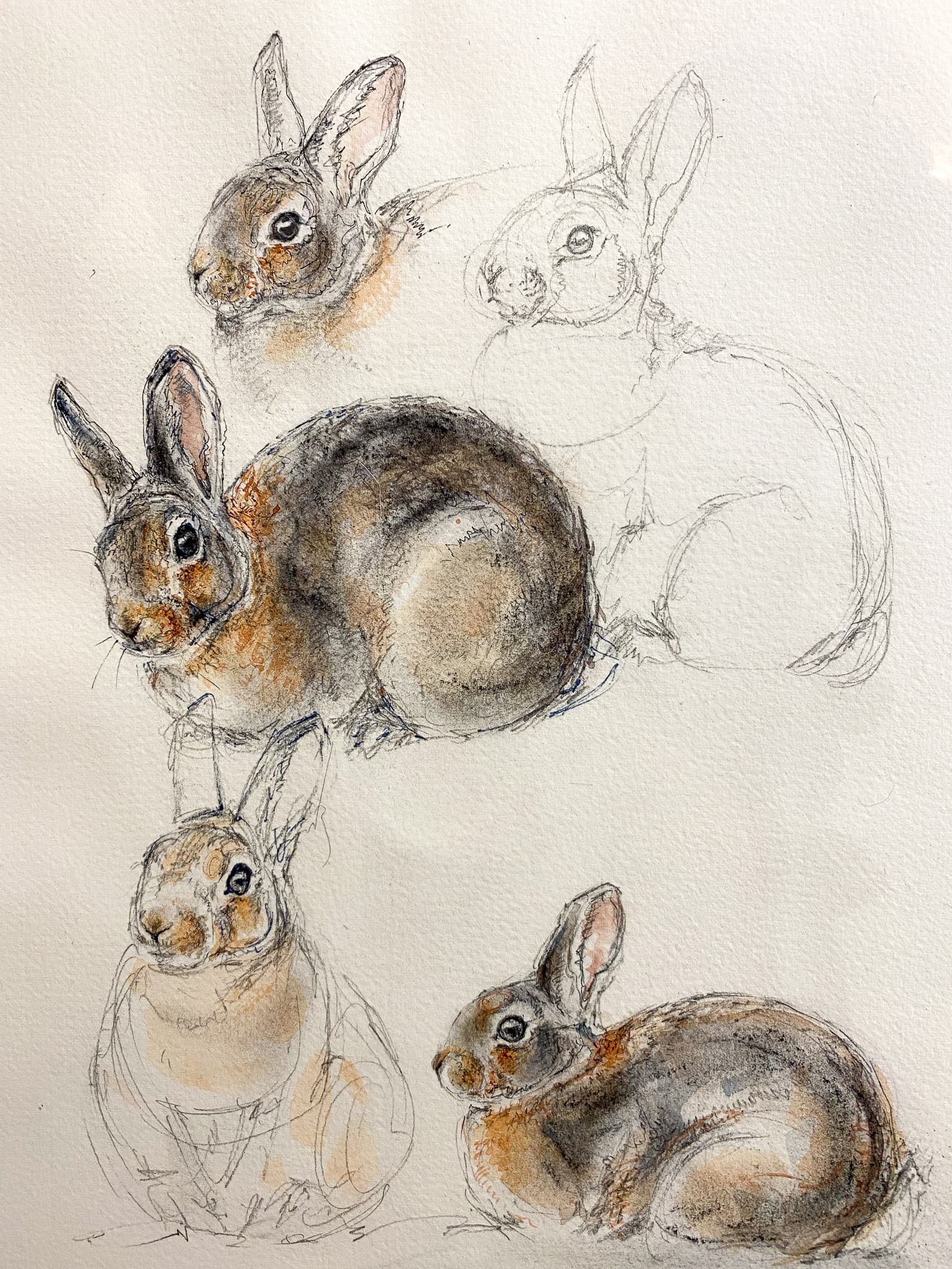 ETUDE DE LAPINS