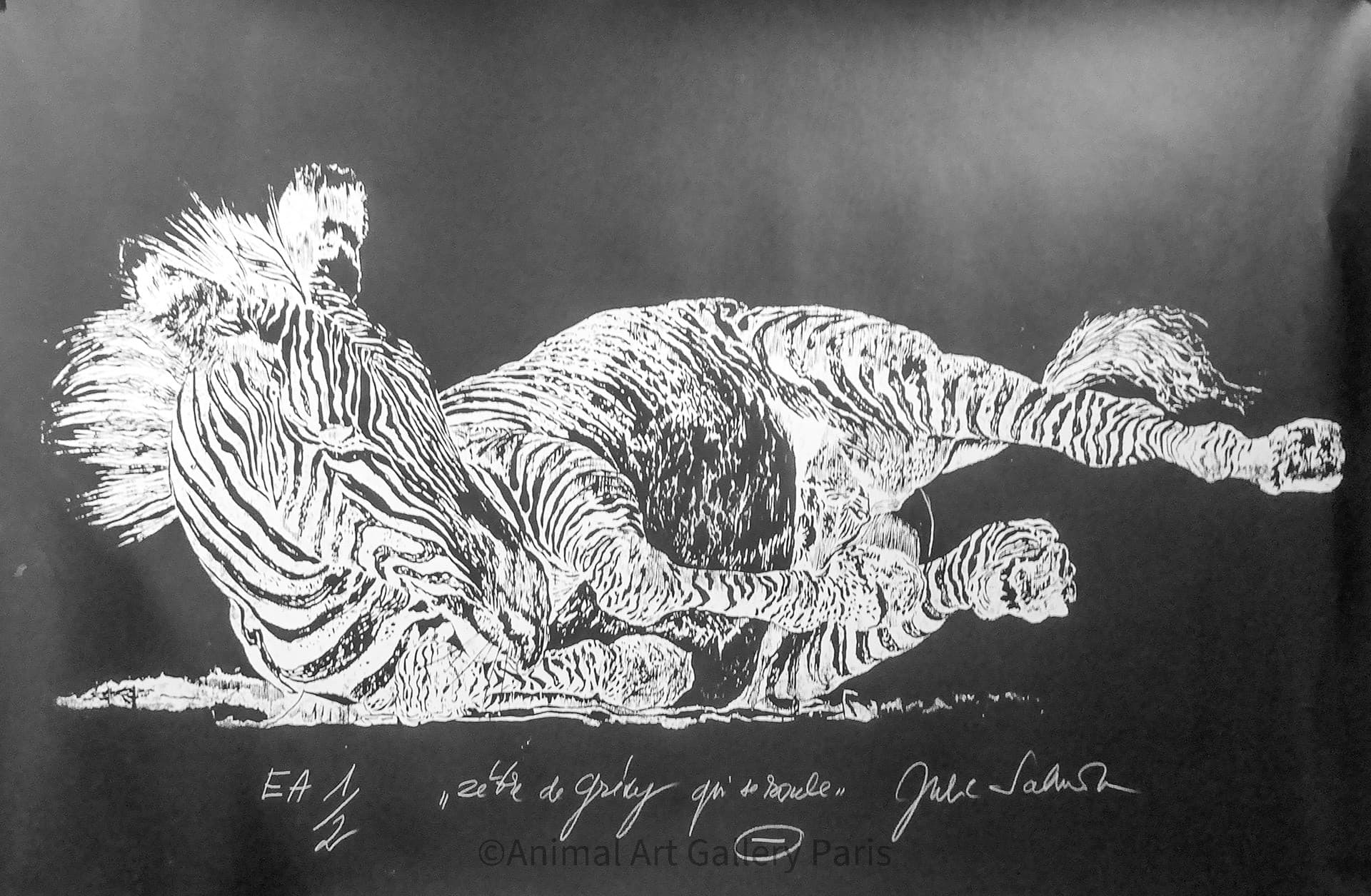 ZEBRE DE GREVY QUI SE ROULE No1