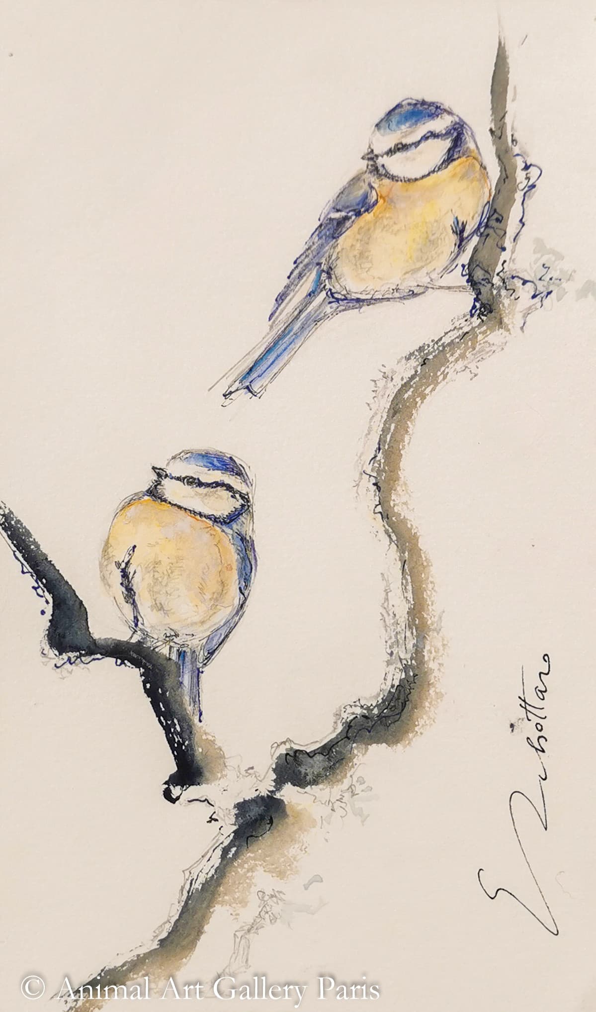 COUPLE DE MESANGES BLEUES