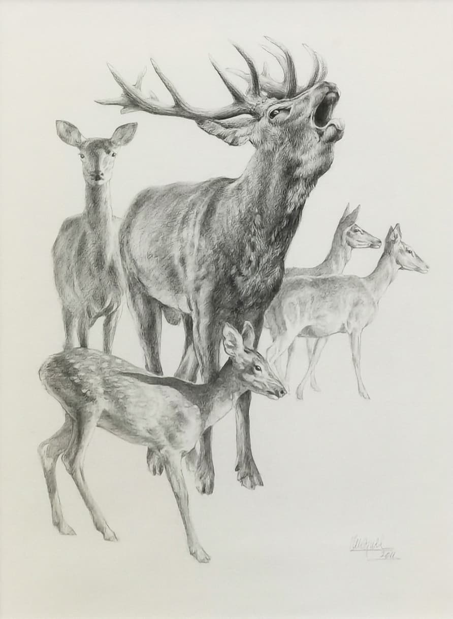 CERF, BICHE ET FAONS