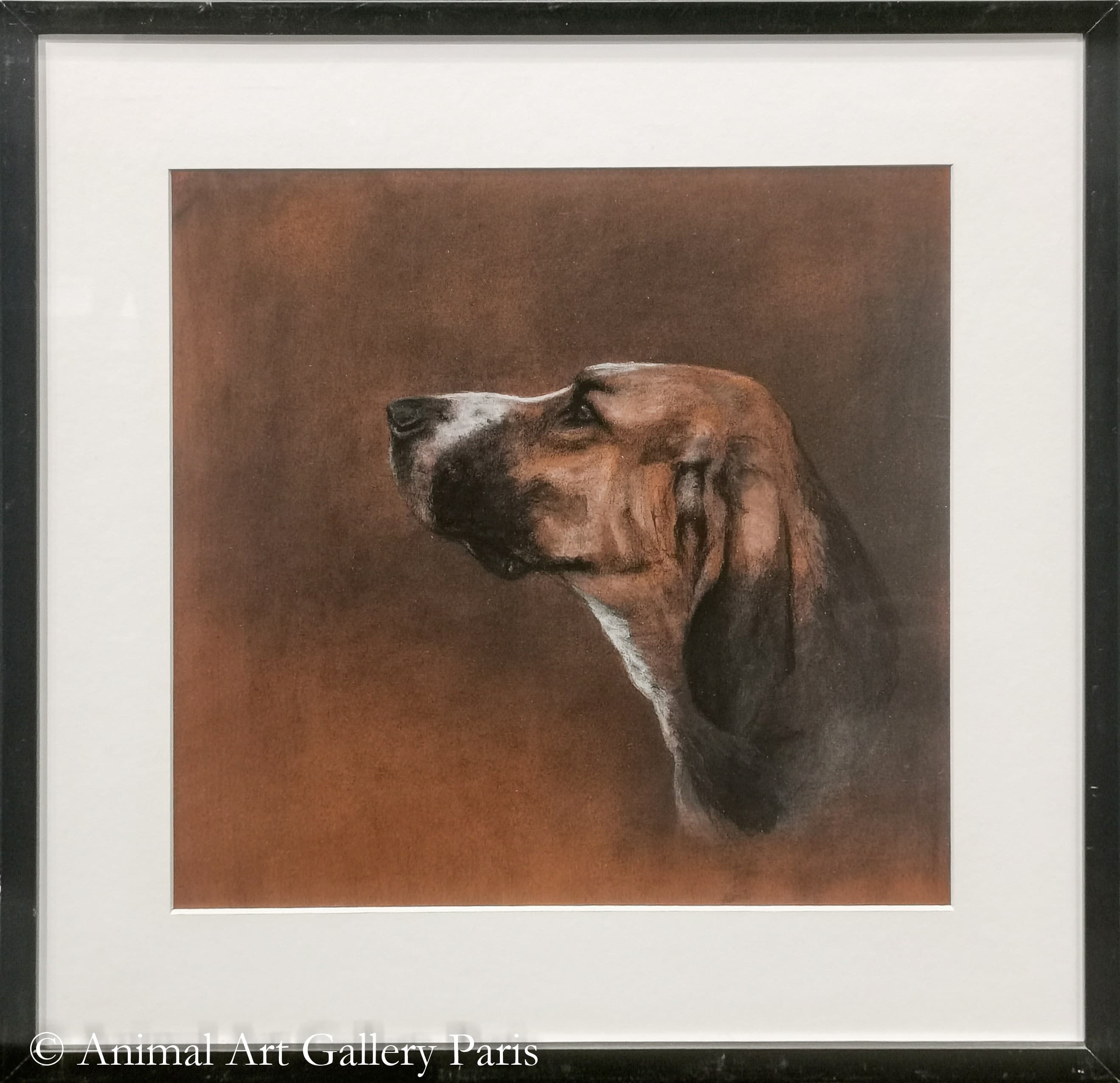 POITEVIN (chien)