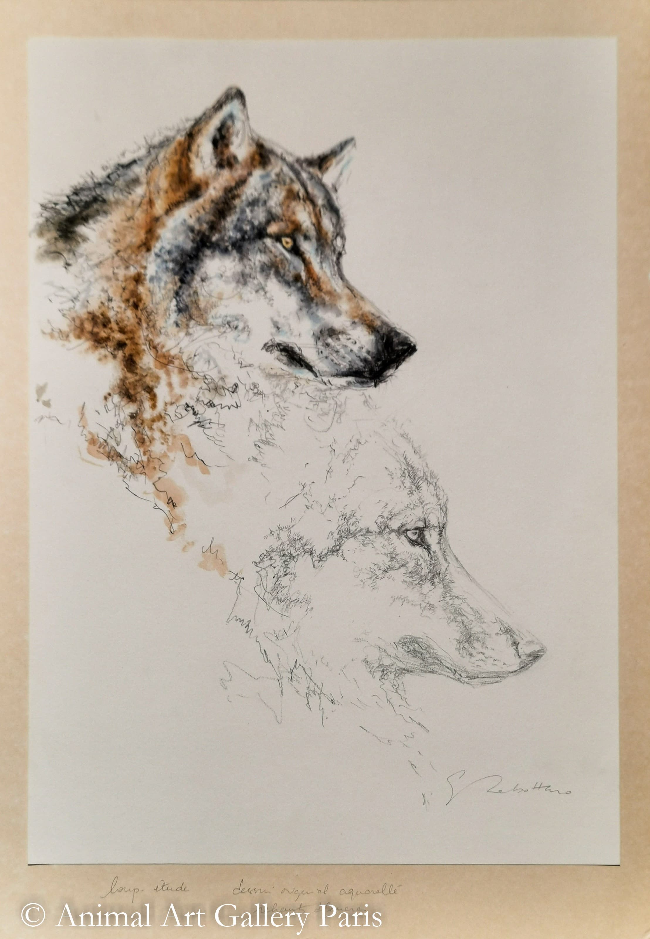 PROFIL DE LOUP | ETUDE