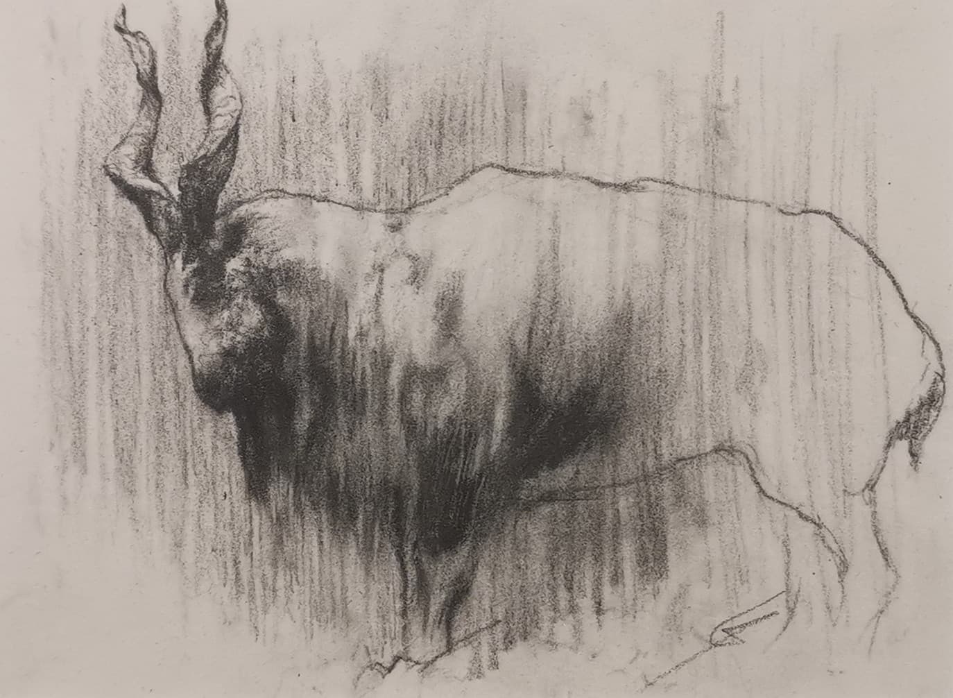 MARKHOR (grande chèvre)