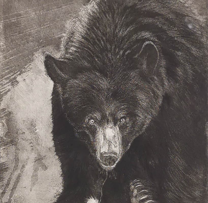 OURS NOIR (Ursus Americanus)