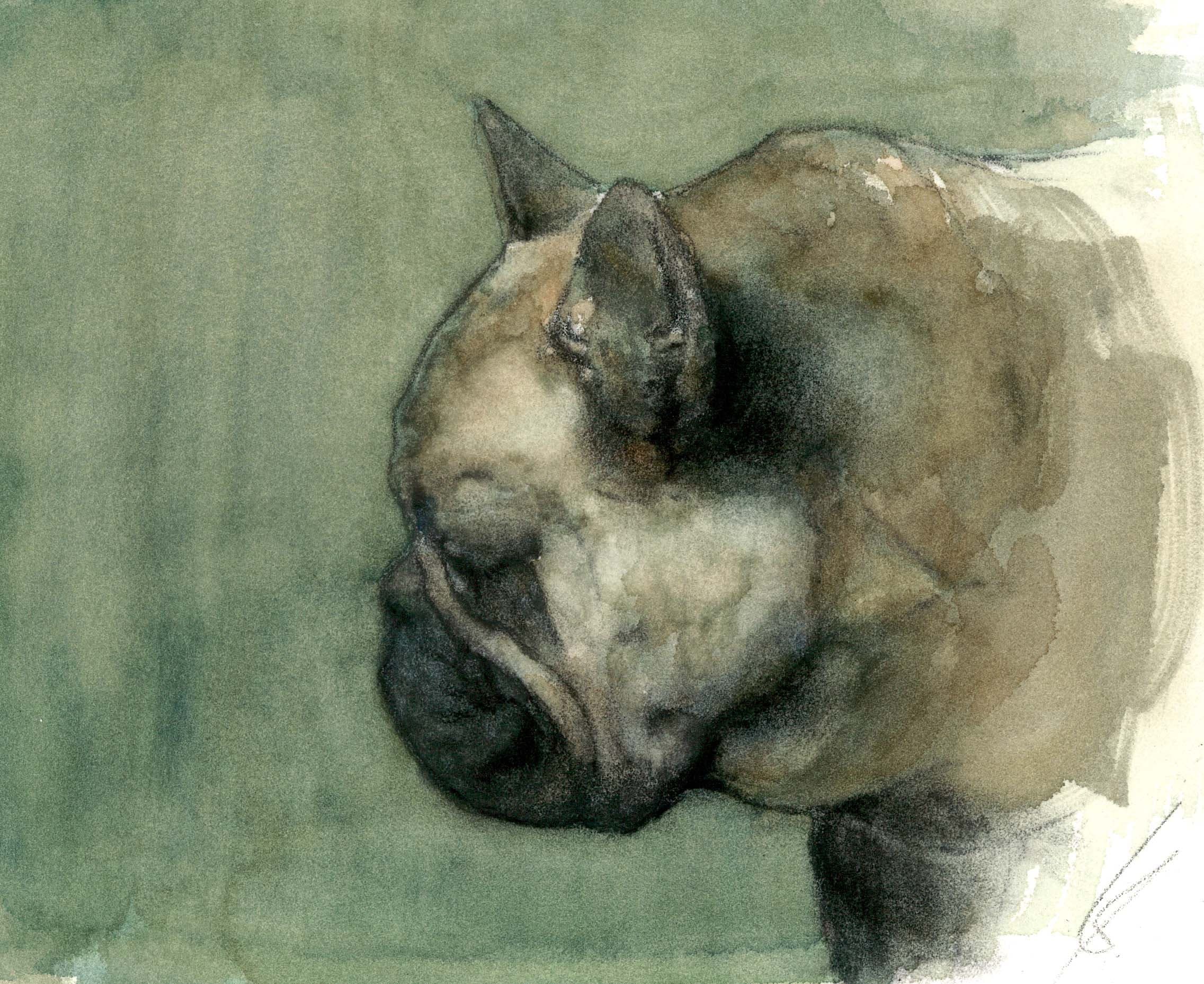 BOULEDOGUE FRANCAIS (chien)